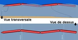 pelamis